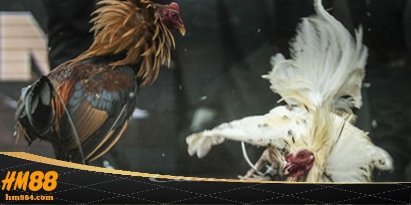 Đá gà cựa tròn và sức hút bền bỉ theo thời gian