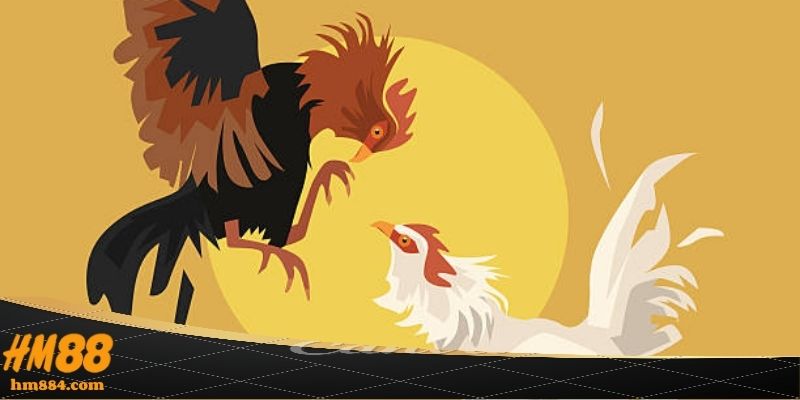 Đá gà philippines - nguồn gốc phát triển chuyên nghiệp