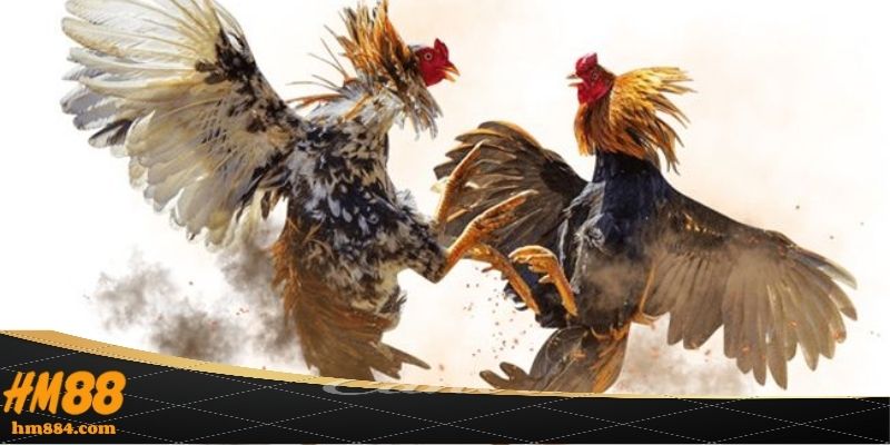 Kinh nghiệm tham gia đá gà cựa tròn hiệu quả