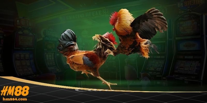 Kinh nghiệm theo dõi đá gà philippines hiệu quả từ HM88