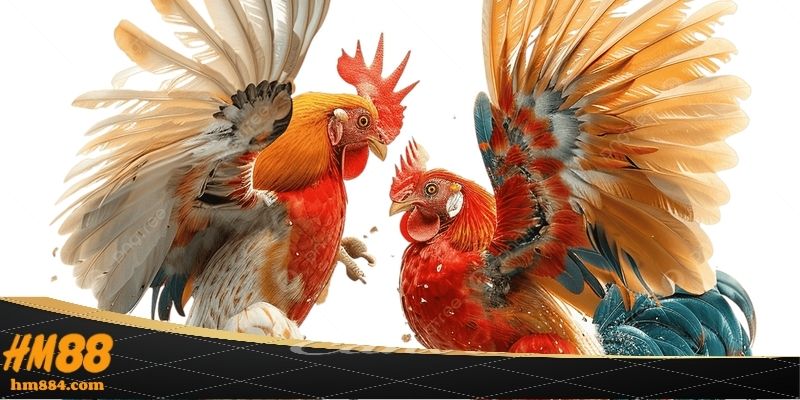 Luật chơi đá gà philippines diễn ra như thế nào ?