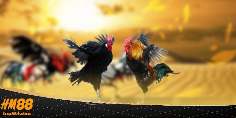 Luật thi đấu đá gà online cựa tròn cần nắm rõ tại HM88