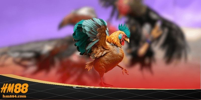Lý do nên chọn trực tiếp đá gà thomo tại HM88