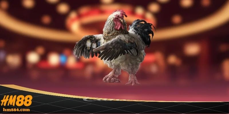 Trực tiếp đá gà thomo – Tâm điểm theo dõi mỗi ngày