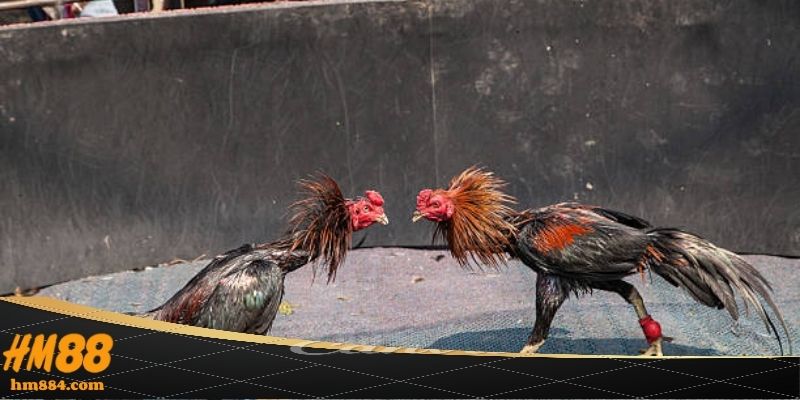 Trực tiếp đá gà thomo và sức hút từ trường gà HM88
